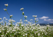 こちらは蕎麦の白い花を青空を背景にアピール。…しきれてないなぁ。。 蕎麦の花 平田地区 2011.9.15