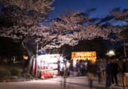 日和山　さくら祭りの夜　20140425