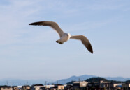 カメラを構えたらガン見されました(^^ゞ うみねこ 201507