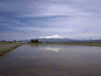 酒田市街地をちょっと離れると田植えが終わったばかりの田んぼに鳥海山が映ります。
この画像ではちょっと小さいかも知れませんが鳥海山の左側に「種まき爺さん」と呼ばれる雪解け痕が見えます。
別途アップでアップ(;^_^ A 田植え直後の水田