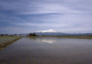 酒田市街地をちょっと離れると田植えが終わったばかりの田んぼに鳥海山が映ります。
この画像ではちょっと小さいかも知れませんが鳥海山の左側に「種まき爺さん」と呼ばれる雪解け痕が見えます。
別途アップでアップ(;^_^ A 田植え直後の水田