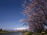 新井田川の桜と鳥海山 新井田川の桜と鳥海山