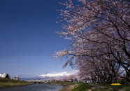 新井田川の桜と鳥海山