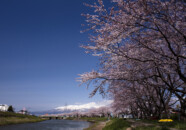 近年ここ新井田川の土手沿いの桜が結構いいです。
桜並木が2km以上はあるんじゃないかと思われます。
土手沿いに遊歩道があるので桜の花の下の散策が楽しめます。
桜の花だけでなく、川の流れと天気次第では鳥海山も景色を引き立ててくれます。
しかし、駐車場がないので主に近所の人の散歩で終わっているのが非常にもったいないですね? 新井田川の桜と鳥海山