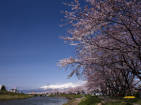 近年ここ新井田川の土手沿いの桜が結構いいです。
桜並木が2km以上はあるんじゃないかと思われます。
土手沿いに遊歩道があるので桜の花の下の散策が楽しめます。
桜の花だけでなく、川の流れと天気次第では鳥海山も景色を引き立ててくれます。
しかし、駐車場がないので主に近所の人の散歩で終わっているのが非常にもったいないですね? 新井田川の桜と鳥海山