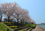 新井田川と桜並木