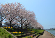 南の方の景色です。太陽の方角なのでPLフィルタの効果がでませんね。
確か中の口橋まで桜並木が続いています。 新井田川と桜並木