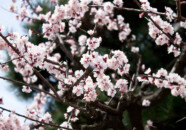 ようやく梅の花が満開です。
桜はまだかいな?、って今日21日開花宣言が出てました。 梅の花 2011.4.18