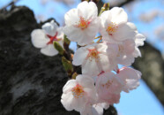 この日も風が強くて花のアップもブレて大変でした。 浜田橋近くの公園にて