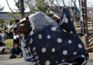 獅子舞を奉納。
地域に受け継がれた貴重な伝統文化ですね。 鵜渡川原まつり 獅子舞 2011.4.18