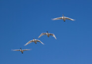 白鳥飛行　（2011.1.27スワンパーク）