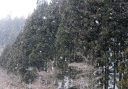 撮影途中で雪が結構降ってきました。
これだとクリアな写真にはならないので帰ることに。
しかし山里の雪はふわふわと、ゆっくり降ってきます。
時間の流れが市街地とは違うような感覚にとらわれます。
写真では表現が難しいなあ? ちらつく雪