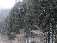 撮影途中で雪が結構降ってきました。
これだとクリアな写真にはならないので帰ることに。
しかし山里の雪はふわふわと、ゆっくり降ってきます。
時間の流れが市街地とは違うような感覚にとらわれます。
写真では表現が難しいなあ? ちらつく雪