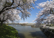 こちらは庄内町の桜の名所?
平日のせいか?人はいませんでした。
でも結構きれいな桜でした。 庄内町 小出沼 桜 20140425
