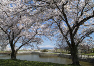 庄内町 小出沼 庄内町 小出沼 桜と鳥海山 20140425