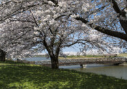 庄内町 小出沼 庄内町 小出沼 桜 20140425