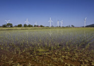 田植えが終わった直後の田んぼに映る風車。稲がもう少し成長すると水面は見えなくなります。 早春の風車群