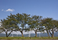 狩川駅の脇からの風景です。
線路沿いに植えてある桜の木?の合間から風車が見えます。
この木が桜の木だったら花の季節にいいかも知れません。 線路沿いの風景 2010 1015