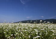 ちょうど蕎麦の白い花が満開でした。
庄内町の最上川の近くにあったのですが、このあたりの蕎麦の丈はせいぜい40?50cm位か?テレビなどでイメージしていた蕎麦の丈は1メートル位かと思っていましたが、意外に低いと改めて感じました(^^ゞ 蕎麦の花 2011.9.9庄内町