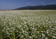 蕎麦畑といっても田んぼの中にありました 蕎麦畑 2011.9.9庄内町