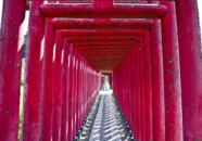 石塔には明治44年10月とありましたが、コンクリート製?のようなのでもっと後に作り替えたのではと思えますが…?
伏見稲荷 千本鳥居を彷彿とさせます。
なんか異次元へでも迷い込みそうな感じです。
私だけが知らないのかも知れませんが、この奥にある光星寺は意外に大きな立派な建物です。鳥居は道路から見えますので車で通るたびに気になってはいたのですが、こんな田舎のこんなところに…とちょっと驚き。 光星寺 白狐山御宝前道? 2011.9.9