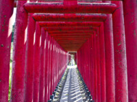 石塔には明治44年10月とありましたが、コンクリート製?のようなのでもっと後に作り替えたのではと思えますが…?
伏見稲荷 千本鳥居を彷彿とさせます。
なんか異次元へでも迷い込みそうな感じです。
私だけが知らないのかも知れませんが、この奥にある光星寺は意外に大きな立派な建物です。鳥居は道路から見えますので車で通るたびに気になってはいたのですが、こんな田舎のこんなところに…とちょっと驚き。 光星寺 白狐山御宝前道? 2011.9.9