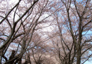 鶴岡近辺　赤川河川敷の桜並木