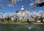 旧西田川郡役所の桜