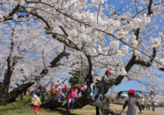 鶴岡公園の桜下で遊ぶ