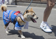 大山犬祭り　2010