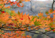 生憎の天気で発色が今一でした。
だったらアップするな!ということですが…
枯れ木も山のなんとか、ということで もみじ 2009 1031