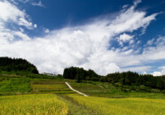 雲の中まで続いていそうな白い道がありました。 棚田と白い道 大蔵村 2014.09.13