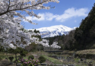 遊佐にある桜の撮影スポットですが、さすがに花が見ごろの時期はカメランの数も多くて撮影も大変です。
こちらは臨時駐車場から少し奥に入ったとこです。こちらは人が少なくて…
でも鳥海山は半分しか見えません。 中山河川公園 桜 20140424