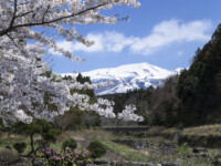 遊佐にある桜の撮影スポットですが、さすがに花が見ごろの時期はカメランの数も多くて撮影も大変です。
こちらは臨時駐車場から少し奥に入ったとこです。こちらは人が少なくて…
でも鳥海山は半分しか見えません。 中山河川公園 桜 20140424