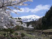 遊佐にある桜の撮影スポットですが、さすがに花が見ごろの時期はカメランの数も多くて撮影も大変です。
こちらは臨時駐車場から少し奥に入ったとこです。こちらは人が少なくて…
でも鳥海山は半分しか見えません。 中山河川公園 桜 20140424
