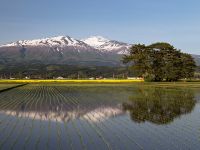田んぼに水を張って田植えが済むまでの短い期間に天気が良く風が無い日と好条件が重なると綺麗に反転した鳥海山が映るのですが、菜の花が咲くここはすでに田植えも終わっていました。それに風がありさざ波がたっています。 逆さ鳥海山 2014.5.11