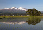 田んぼに水を張って田植えが済むまでの短い期間に天気が良く風が無い日と好条件が重なると綺麗に反転した鳥海山が映るのですが、菜の花が咲くここはすでに田植えも終わっていました。それに風がありさざ波がたっています。 逆さ鳥海山 2014.5.11