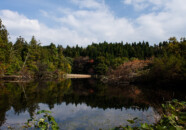 つ目の池の奥の方は、看板によると湿地になっているらしい。 宮山坂公園の池 2011.11.1