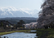 遊佐の桜の撮影スポットです。 中山河川公園 桜と鯉のぼり