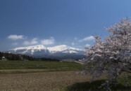 どのあたりだったか? 鳥海山と桜