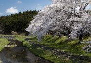 橋の上流側です。 中山河川公園 桜 20140424