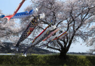 中山河川公園　桜と鯉のぼり　20140424