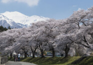 少しアップで、鳥海山の高さが出てます? 中山河川公園 桜 20140424