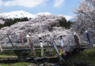 今年、やっと中山河川公園の桜の写真がなんとか撮れました 中山河川公園 桜 20140424
