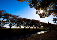 ここは桜の名所と聞いていたのですが、やっと見つけました。
来年のここの桜を撮りたいものです。 遊佐町洗沢川 2012.11.10