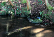 牛渡川の川岸を遡って行くと川の脇から湧水が流れ出している?噴き出している?所が何箇所か見ることができます。 牛渡川の湧水