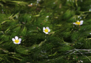 梅の花に似た花を咲かすので「梅花藻」というそうです。 山形県遊佐町 牛渡川の梅花藻 2010.6.25