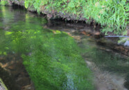 牛渡川の梅花藻の流れ