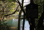 丸池の説明が書いてある立札があります。
読めますか?私のモニターだと何とか読めるのですが…
県内で唯一、湧水のみを水源としているのだそうです。
そのためか?倒木や葉っぱがなかなか朽ちないのだそうです。バクテリアが少ないのかも知れませんね。
周りの木々も人の手が入っていない原始林なのだそうです。 丸池様