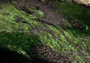牛渡川の梅花藻（金魚草）